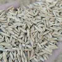 جو دیم چاق مقز دار