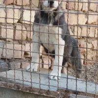 توله سگ نگهبان