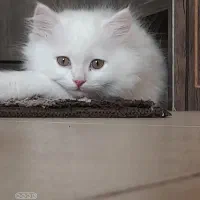 فروش بچه گربه ی میکس نر