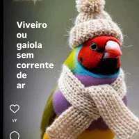 فنچ گلدین و بنگالی