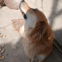 اشپیتز|سگ|ری, علایین|دیوار