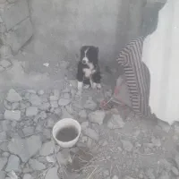 توله سگ دوماهه وپنجاه روزه