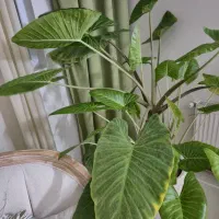 گیاه بابا آدم بزرگ