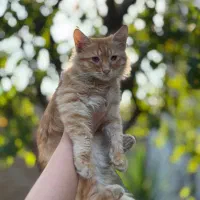 نیازمند سرپرست بچه گربه