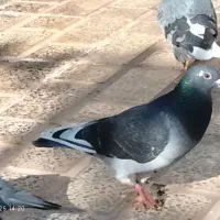 کبوتر پلاکی