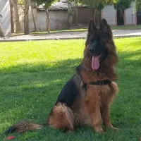 ژرمن شولاین کینگ سایز