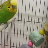 مرغ عشق|پرنده|کشکوئیه, |دیوار