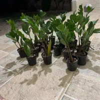 زاموفیلیا سبز