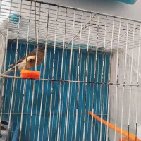 قناری نر مست خون مستخون