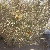 250-متر-زمین-فاز-2-منابع-طبیعی-صدرا