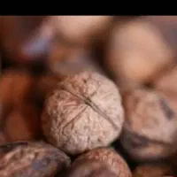 فروش عمده گردو دندانه