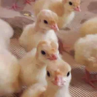 جوجه بوقلمون گوشتی بیوتی۶|حیوانات مزرعه|تنکابن, |دیوار