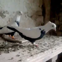 کبوتر چتن کله سینه کبوتر دمسفید رنگه والمانی|پرنده|تربتحیدریه, فتح المبین|دیوار