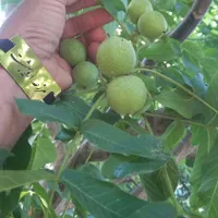 نهال سه ساله گردو اصلاح شده پر بار|خدمات باغبانی و درختکاری|تهران, شهر‌زیبا|دیوار