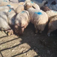 بره|حیوانات مزرعه|کارزان, |دیوار