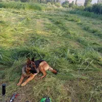 گمشده در روستا