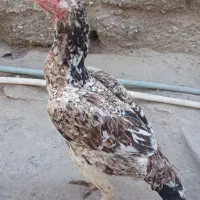 مرغ اصیل