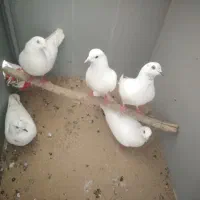 کبوتر هندی بمبیی