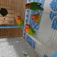 طوطی برزیلی جفت|پرنده|کرج, رجبآباد|دیوار