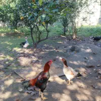 مرغ و خروس لاری