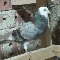 فرش یه تعداد نرو ماده|پرنده|بوکان, |دیوار