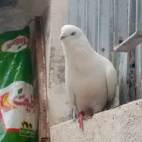 کبوترفروشی