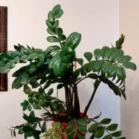 فروش گل آپارتمانی