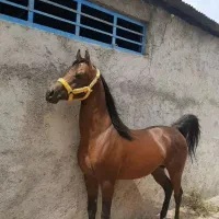 نریان عرب دوسر|اسب و تجهیزات اسب‌سواری|خمین, |دیوار