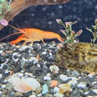 ماهی اکواریوم