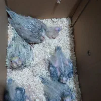 عروس با جوجه