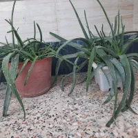 گل و گیاه|گل و گیاه طبیعی|ایذه, |دیوار