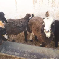 بره وبیگ|حیوانات مزرعه|مسجد سلیمان, |دیوار