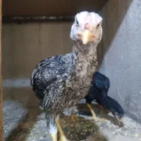 جوجه