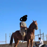 اسب نریان|اسب و تجهیزات اسب‌سواری|سردرود, |دیوار