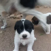 فروش توله نگهبان|سگ|بهشهر, |دیوار