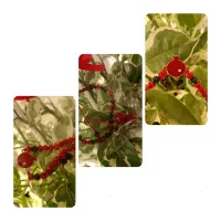 دستبند یلدایی