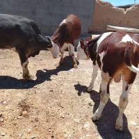 گوساله نر جنس طلا