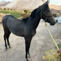 اسب|اسب و تجهیزات اسبسواری|تهران, شهرک ولیعصر شمالی|دیوار