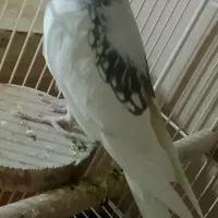 چندجفت عروس هلندی آلبینودوکت پروانه ای مولدبشرط|پرنده|شیراز, گویم|دیوار