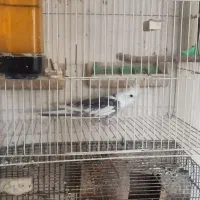 تعدادی پرنده با قیمت مناسب به فروش میرسد|پرنده|مشهد, جاهد شهر|دیوار