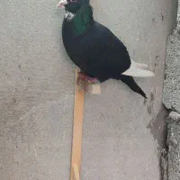 پرنده|پرنده|تربت‌حیدریه, فرمانداری|دیوار