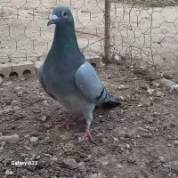 دوبال|پرنده|گنبد کاووس, |دیوار