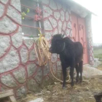 ورزاچالوسی فوق العاده جنس       گاو لیشه