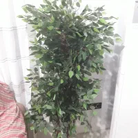 درختچه مصنوعی بنجامین