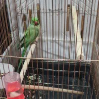 ملنگو نر|پرنده|مشهد, محمدآباد|دیوار