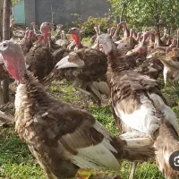 بوقلمون محلی کاملا ارگانیک با بهترین نژاد