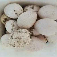 تخم بوقلمون