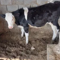 گاو گوساله ماده مونت بلیارد تلیسه|حیوانات مزرعه|مرودشت, کناره|دیوار