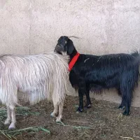 بز سرمایه