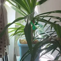 گل چتری|گل و گیاه طبیعی|ملایر, |دیوار